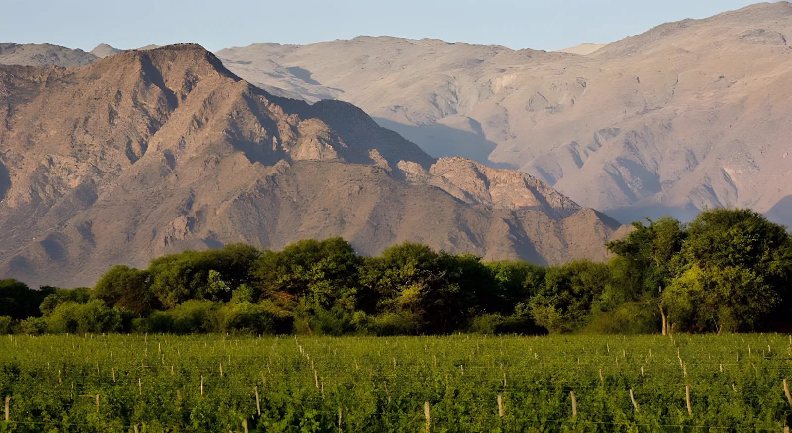 Viñedos del valle de Cafayate con la sierra detrás